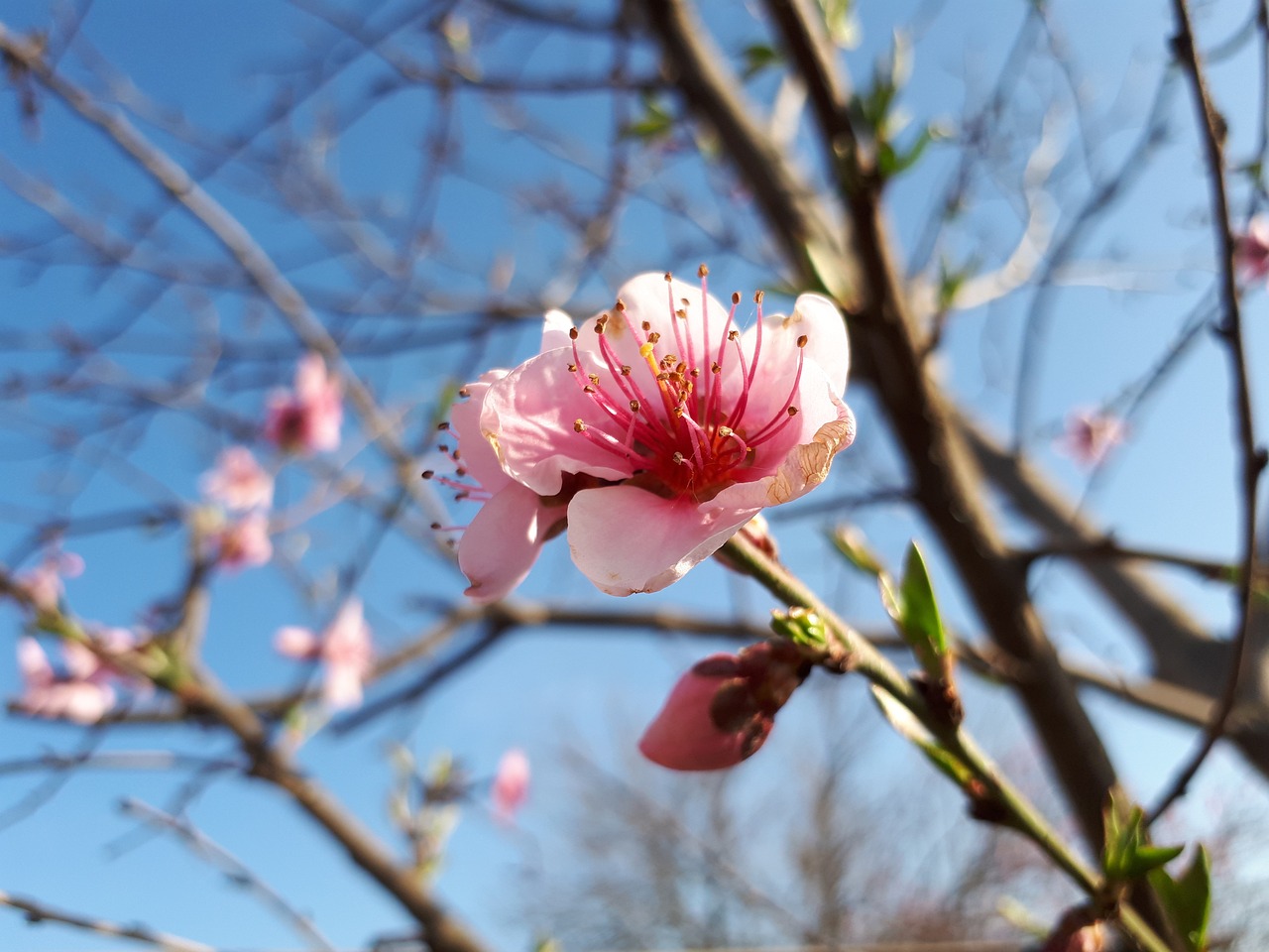 春暖花开最新地址揭秘，探索自然之美的神秘角落之旅